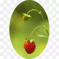 草莓辅助水果天然食品.Kirov