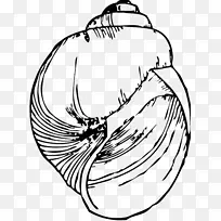 腹足类贝壳绘制贝壳蜗牛夹艺术.贝壳