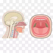 人鼻咽呼吸系统的鼻腔解剖