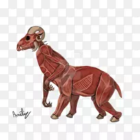 食肉类陆生恐龙野生动物解剖肌肉