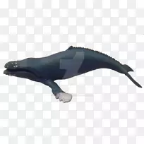 海豚座头鲸