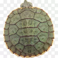 海龟下载-Tortuga
