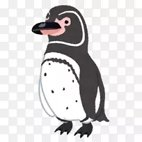 加拉帕戈斯企鹅新年卡麦哲伦企鹅-加拉帕戈斯企鹅