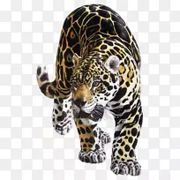 美洲豹虎猫科狮子美洲虎动物