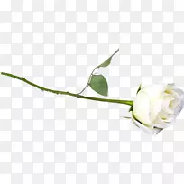 花园玫瑰罗莎×阿尔巴数字图像