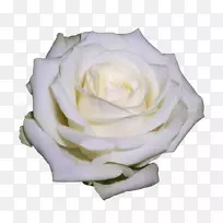 花园玫瑰，卷心菜，玫瑰花，数字图像-背景玫瑰