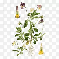 植物学三色堇植物学插图甜紫罗兰植物学名称-花