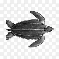 皮背海龟甲鱼海龟海洋陆生动物海龟