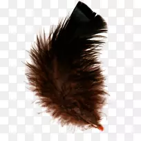羽毛数字图像动画-羽毛