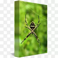欧洲花园蜘蛛画册昆虫摄影-球形编织蜘蛛
