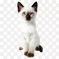 暹罗猫泰国猫巴厘岛猫布娃娃