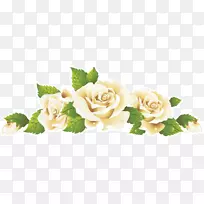 花园玫瑰切花，玫瑰×阿尔巴剪贴画