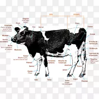 奶牛小牛人体解剖-奶牛
