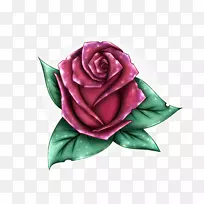 花园玫瑰，卷心菜，玫瑰，粉红色，m切花，花瓣-露西尔
