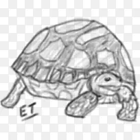乌龟画0素描龟