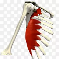 胸大肌后下肌-系统
