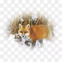 红狐袋狐狸须，毛皮鼻子-狐狸