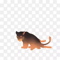 胡须猫科狮子鬣狗-猫