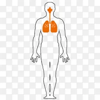 呼吸系统呼吸指人体呼吸鼻子