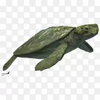 常见海龟塘龟海龟陆生动物海龟
