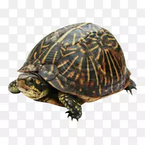 东方盒龟常见海龟-海龟