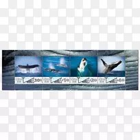 广告宣传海洋-座头鲸