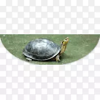 欧洲池塘龟黄头龟