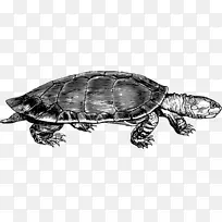 常见海龟盒海龟龟