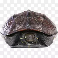 鹰嘴海龟科绿海龟