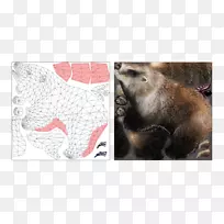 猴子动物群野生动物鼻子-泽塔