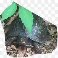 箱形海龟常见的龟陆生动物龟