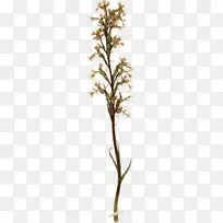 小枝植物茎秆植物-各种海藻植物