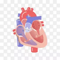 心脏瓣膜室循环系统-心脏传导系统