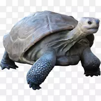 海龟、加拉帕戈斯群岛、爬行动物、加拉帕戈斯龟、巨型乌龟-海龟