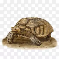 非洲刺龟艺术龟