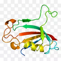 脯氨酸异构酶fkbp免疫原蛋白