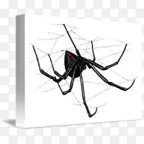 南方黑寡妇蜘蛛网