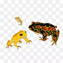 蟾蜍真正的青蛙树蛙陆生动物青蛙