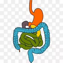 人体消化系统-肠道