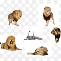 东非狮子陆生动物毛皮-科普