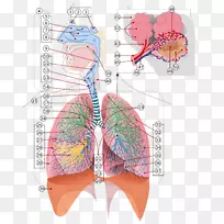 呼吸系统呼吸图肺-呼吸道
