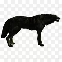 灰狼动物毛皮野生动物-大坏狼