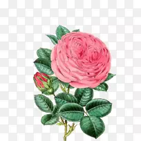插图玫瑰图像插花艺术-玫瑰