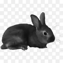 欧洲兔家兔夹艺术兔-兔