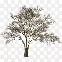 树枝，树干，树枝，木本植物