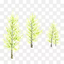 杨树、落叶松图像绘制png图片.杨树叶边框