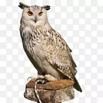 欧亚鹰-猫头鹰png图片剪辑艺术图像.OWL