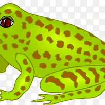 真正的青蛙两栖动物南棕色树蛙-青蛙