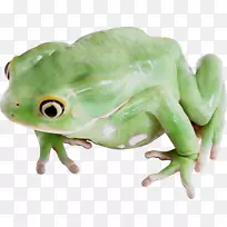 真正的青蛙蟾蜍树蛙陆生动物