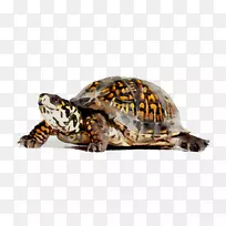 东方盒龟爬行动物三趾盒龟漆龟